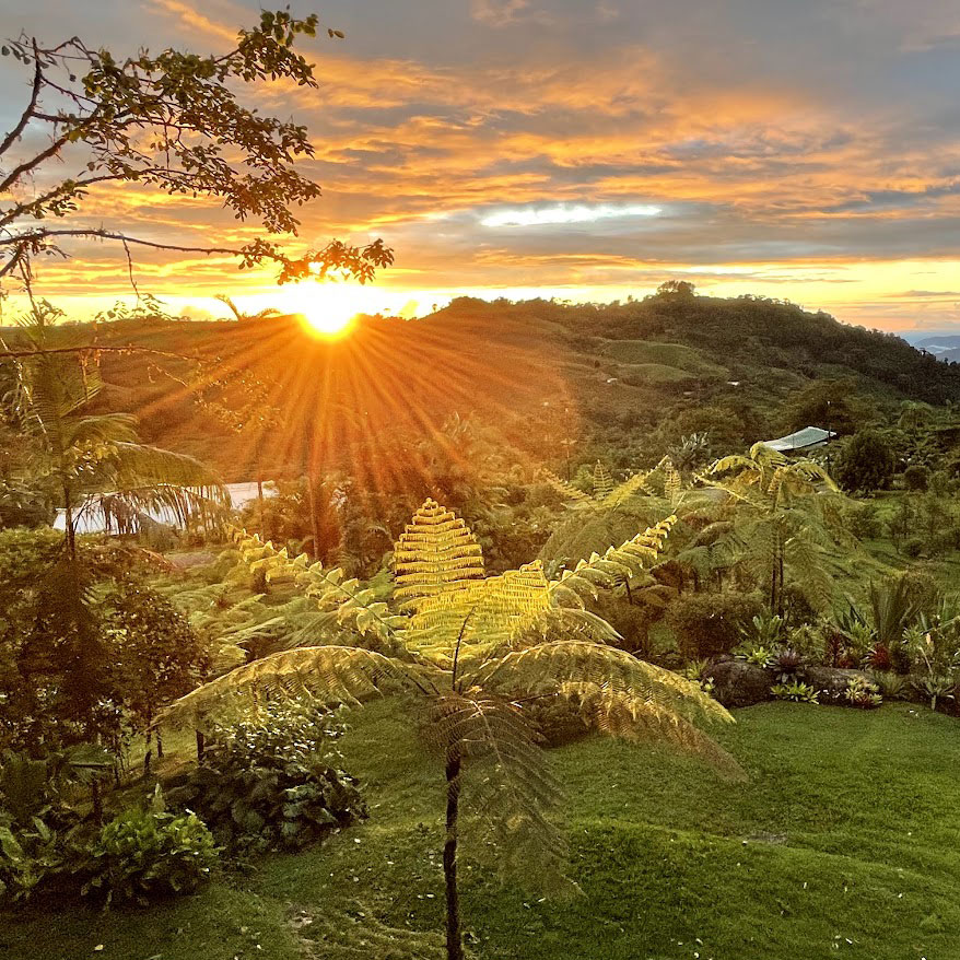 A majestic orange sunset beaming over a lush forest